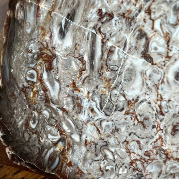 Rare Petrified Palm Root Fossil Stone California Home Decor Display Rock - Picture 11 of 15